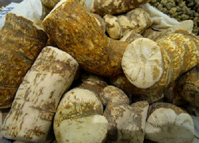 Apakah alkaloid tumbuhan?