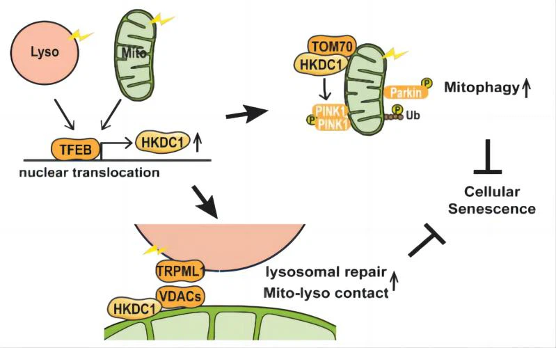 The role of 5 amino 1MQ The role of 5 amino 1MQ