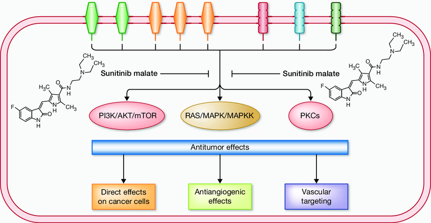 Sunitinib effect Sunitinib effect